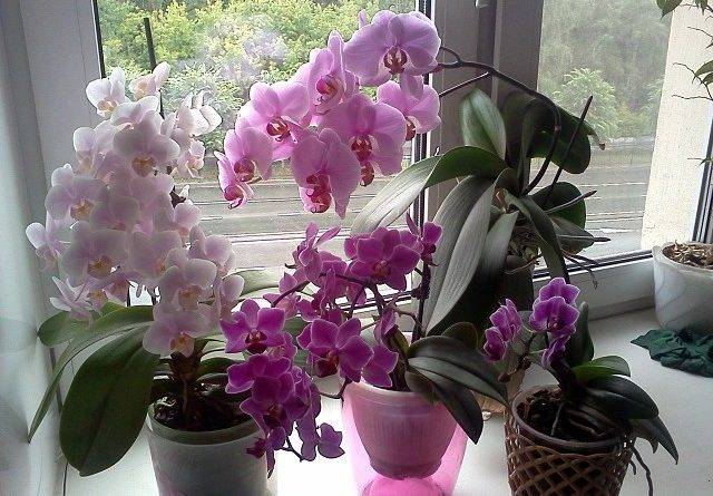 Почему не цветет орхидея
