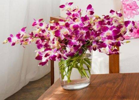 Как зацветает орхидея