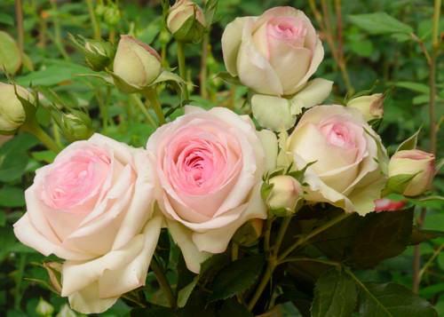 Одной из наиболее популярных сортовых плетистых роз является роза Пьер де Ронсар