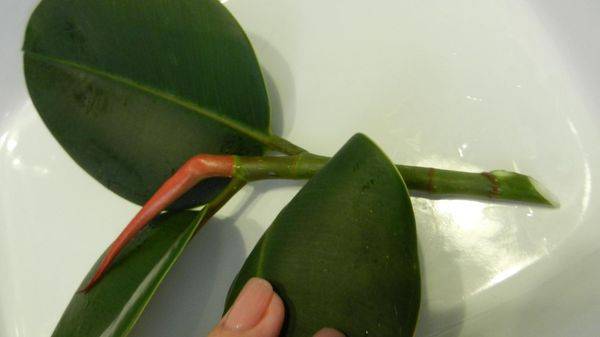 Как рассадить фикус с большими листьями