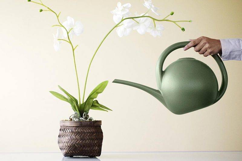 Как поливать орхидею в горшке