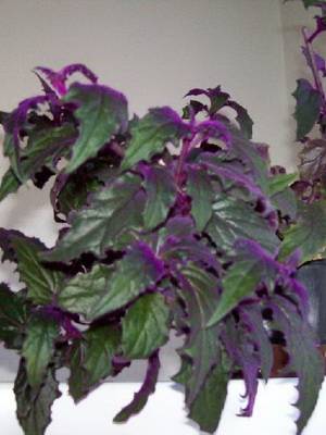 Цветы с фиолетовыми листьями
