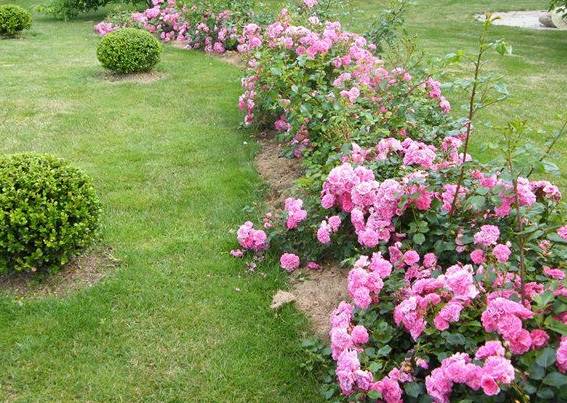 почвопокровные розы на фоне газона, фото
