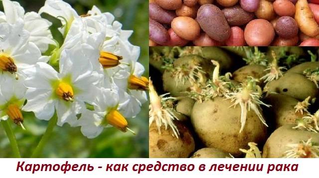Лечение цветами картофеля