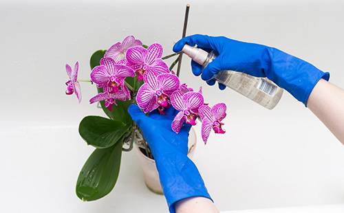 Удобрение орхидей по листку