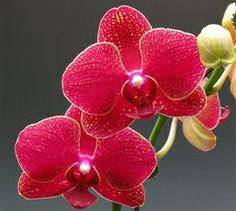Красная орхидея не может не поразить великолепием и яркостью