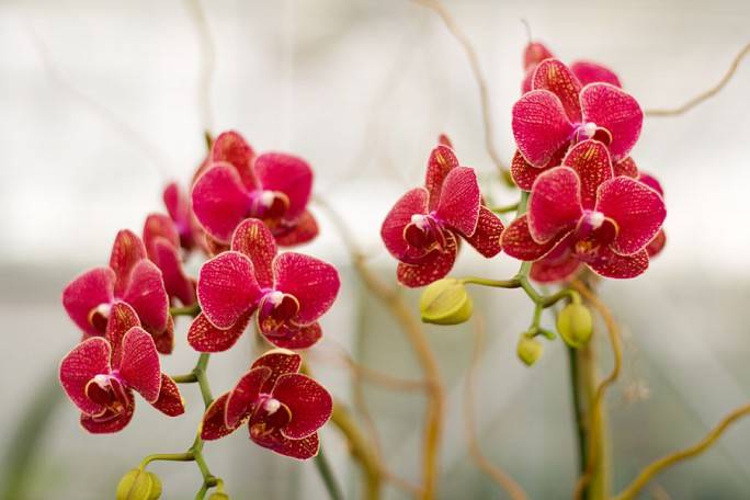 Соцветие красного «Фаленопсиса» может иметь как один, так и несколько цветков