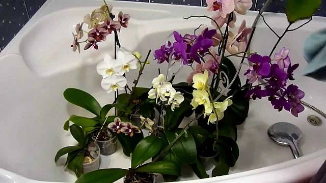 Полив орхидеи во время цветения