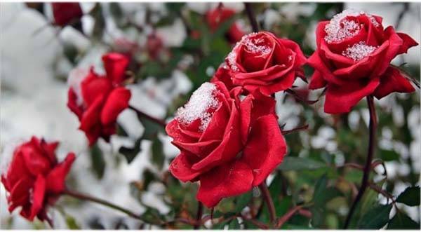 Укрытие роз на зиму в подмосковье