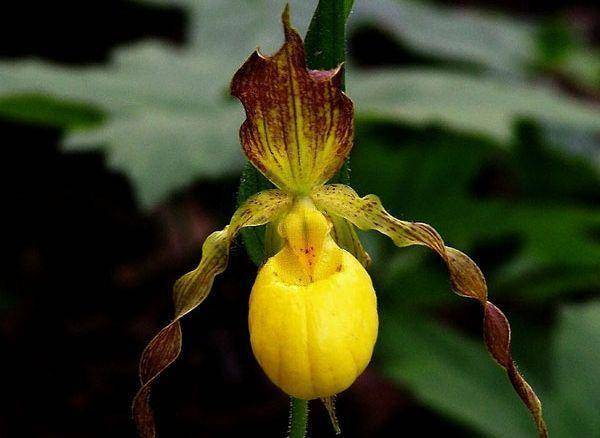 Самая редкая орхидея в мире