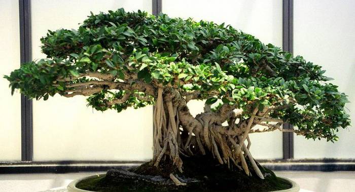 дерево бонсай