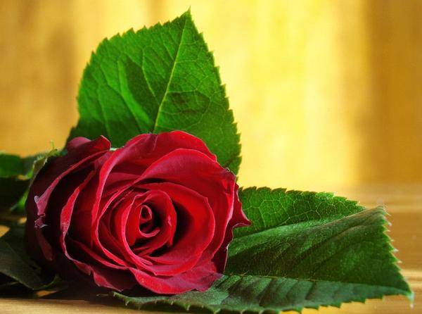 Красная роза символ