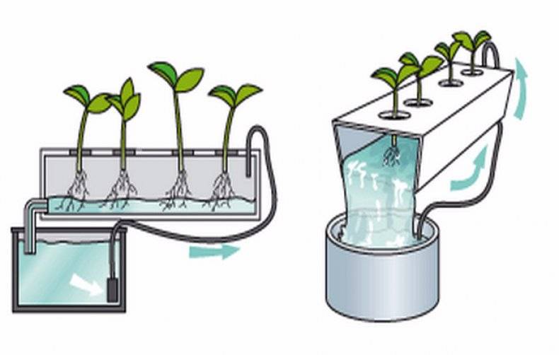 выращивание растений без почвы в воде