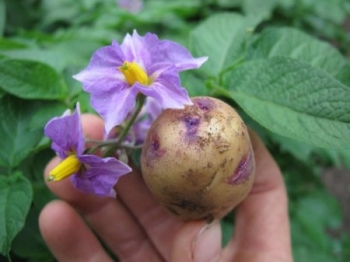 Квітки картоплі в народній медицині. Народні засоби, рецепти