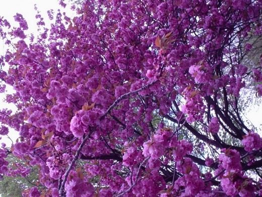 Сакура, Вишня мелкопильчатая (Sakura)