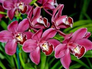 Орхидея полив