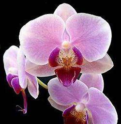 Орхидеи из Вьетнама