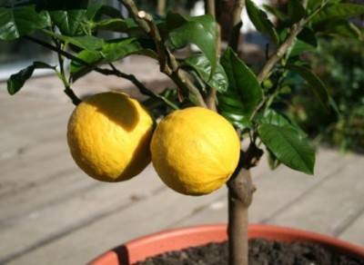 Чем подкармливать лимон в домашних условиях