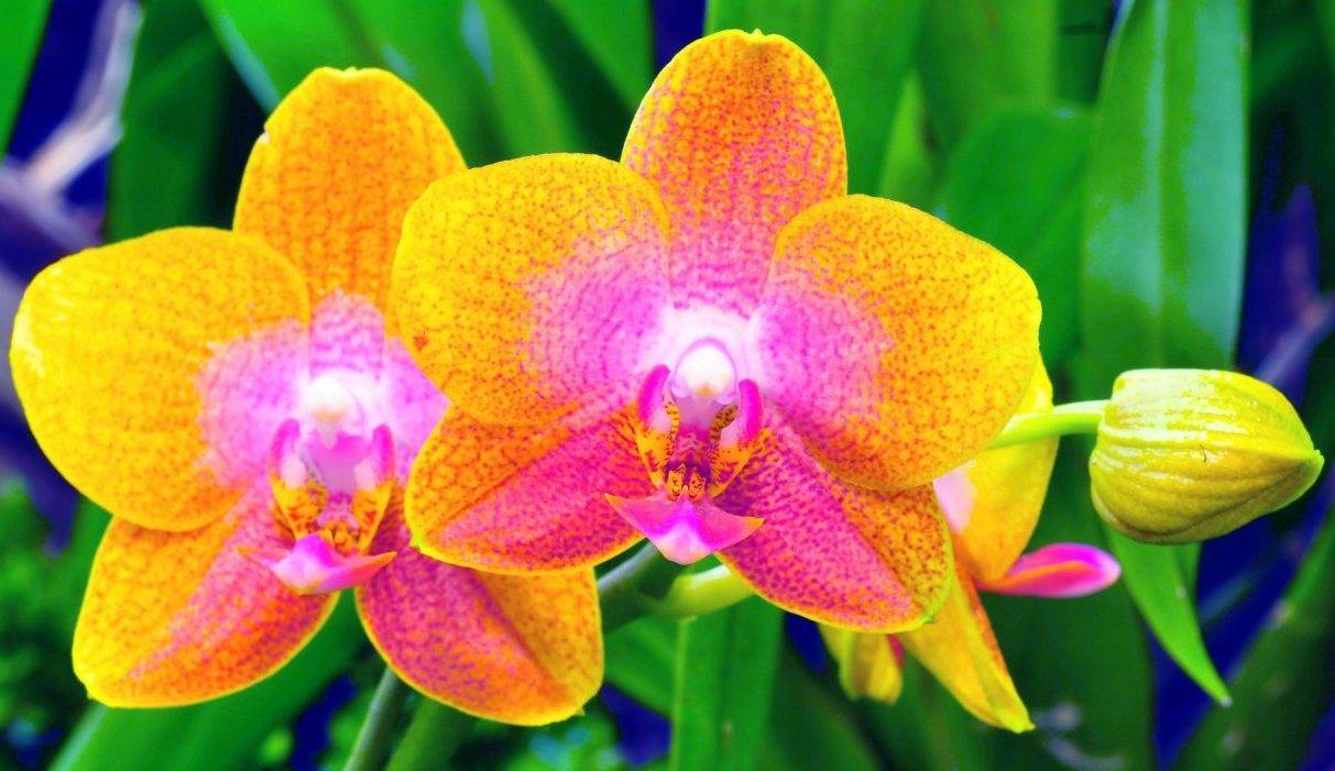 Подарили орхидею как за ней ухаживать