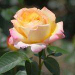 Чайно-гибридная роза Gloria Dei