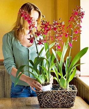 На заботливый уход орхидея отвечает пышным цветением