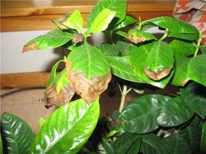 Перечень возможных причин высыхания кончиков листьев у комнатных растений