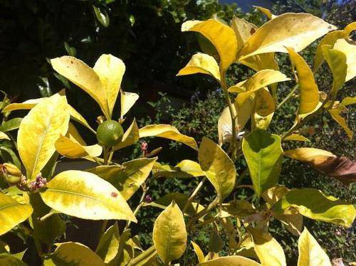 Почему опадают листья у лимона комнатного