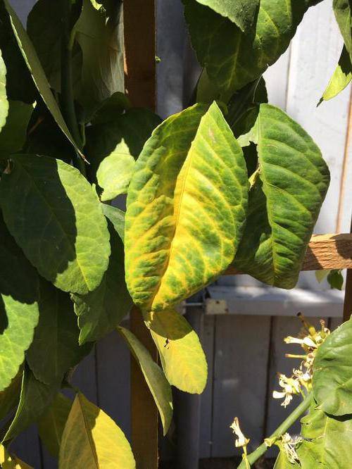 Почему у лимона опадают зеленые листья