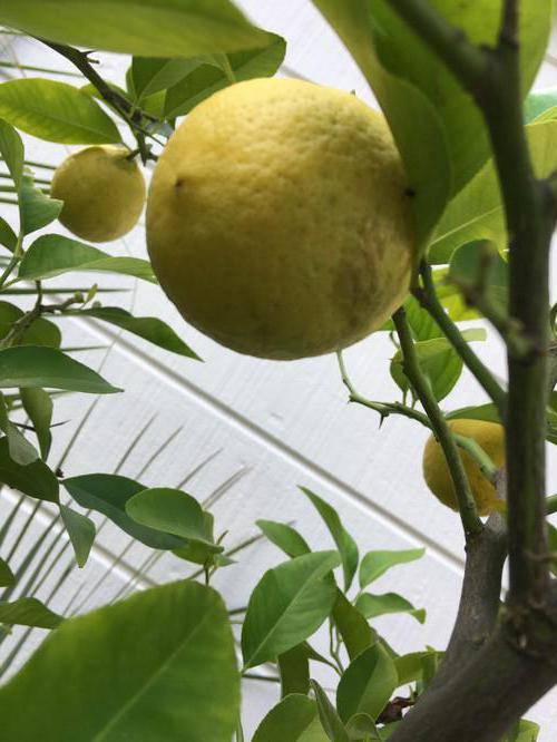 Почему у лимона желтеют листья и опадают