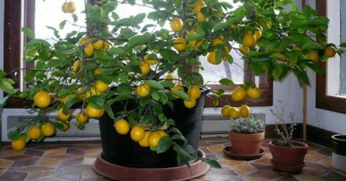 Почему у лимона опадают листья зимой
