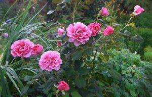 Цветки розы «Принцесса Александра» похожи на пионы.
