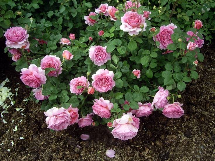 Английская роза Принцесса Александра оф Кент