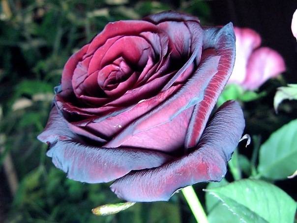 Черная роза символ
