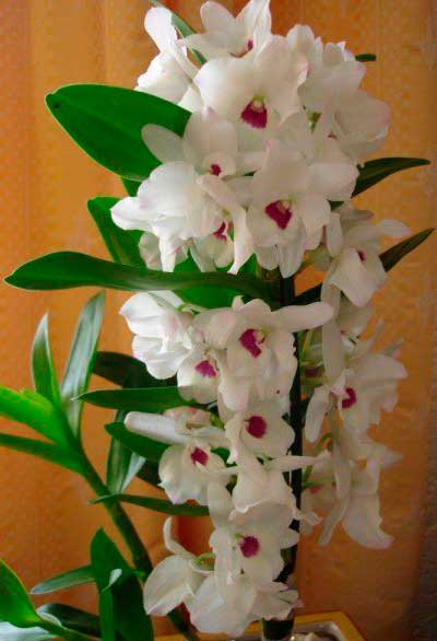 орхидея-дендробиум-фото