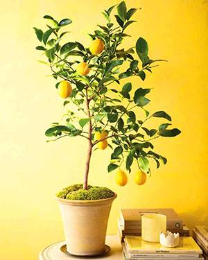 Как посадить семена лимона
