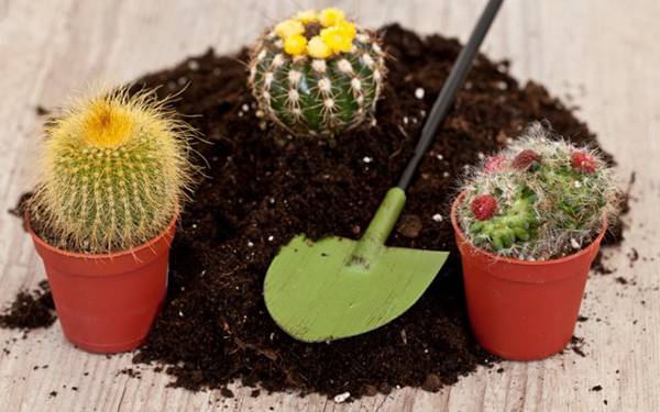 Как рассадить кактусы в домашних условиях