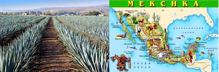 Мексика и плантация агавы