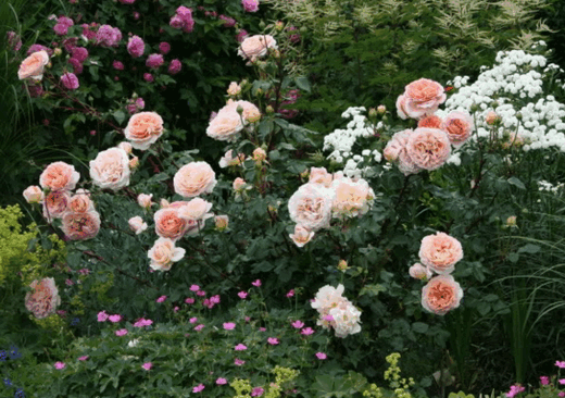 Английская парковая роза "Абрахам Дерби"
