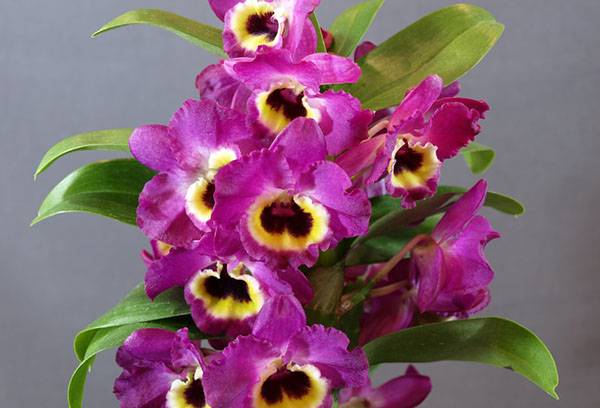 Цветение орхидеи дендробиум нобиле