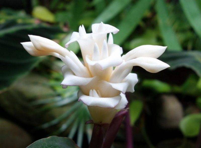 Цветок calathea