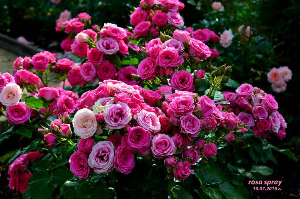 Розы патио, спрей - описание, сорта и уход
