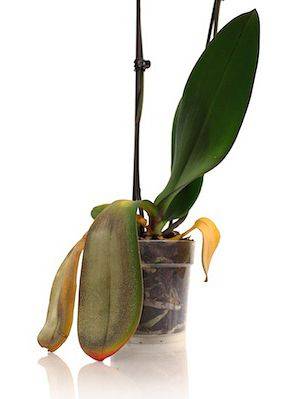 Как оживить орхидею