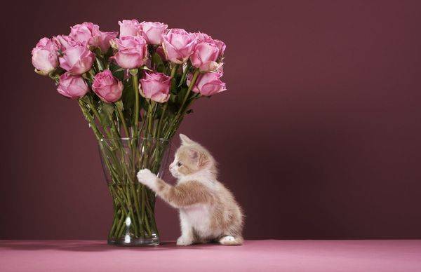 Как ухаживать за розами в вазе