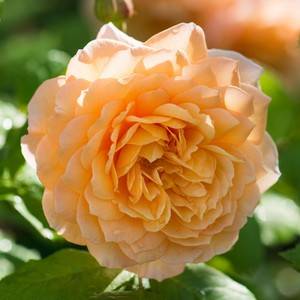 Розы Остина, сорта и описание
