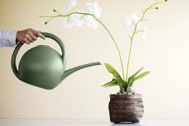 как поливать цветущую орхидею
