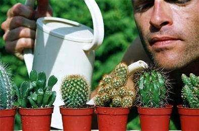 Как поливать кактус в домашних условиях