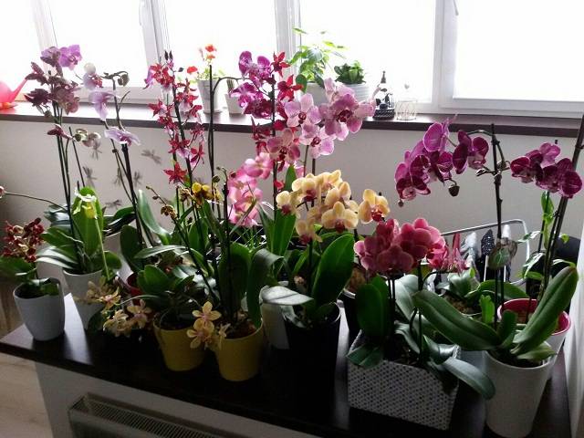 Сколько живут орхидеи в домашних условиях