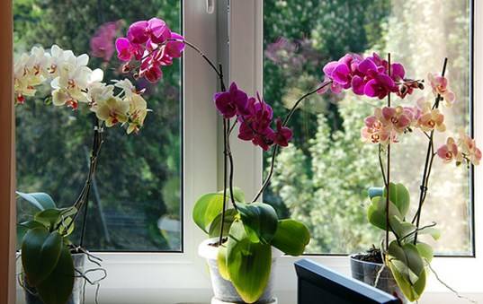 Не цветет орхидея Фаленопсис