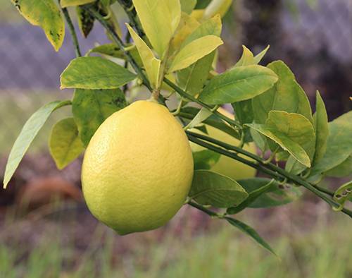 Сорт лимона Лисбон