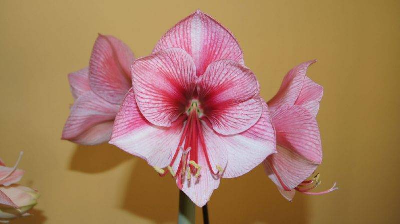Гиппеаструм цветок